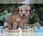 Small #2 Cavapoo