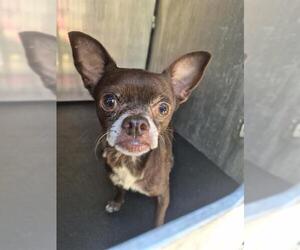 Chihuahua-Unknown Mix Dogs for adoption in San Antonio, TX, USA