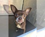 Small Chihuahua Mix