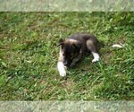 Small #18 Collie