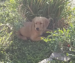 Golden Retriever Puppy for sale in BOONVILLE, MO, USA