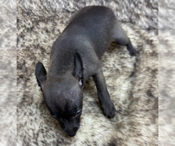 Medium Photo #4 Rat Terrier Puppy For Sale in WHITAKERS, NC, USA