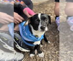 Small #1 Chihuahua Mix