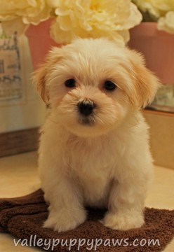 Medium Photo #1 Zuchon Puppy For Sale in LEBANON, OR, USA