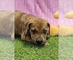 Small #6 Catahoula Leopard Dog