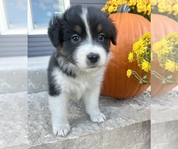 Medium Photo #4 Australian Shepherd Puppy For Sale in LODA, IL, USA