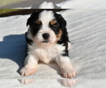 Small #7 Auss-Tzu
