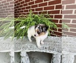 Small #7 Chihuahua