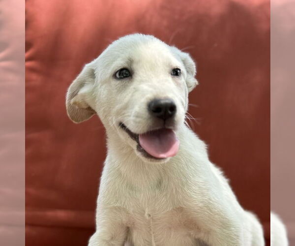 Medium Photo #2 Labrador Retriever-Unknown Mix Puppy For Sale in Phoenix, AZ, USA