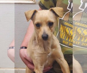 Chihuahua-Unknown Mix Dogs for adoption in Amarillo, TX, USA