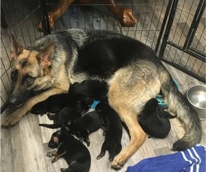 Mother of the German Shepherd Dog puppies born on 07/06/2022