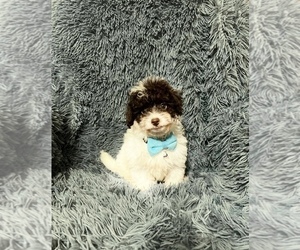Cavapoo Puppy for sale in JEFFERSONVILLE, IN, USA