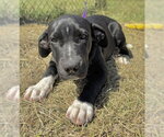 Small Photo #4 Labrador Retriever-Unknown Mix Puppy For Sale in Tarrytown, GA, USA