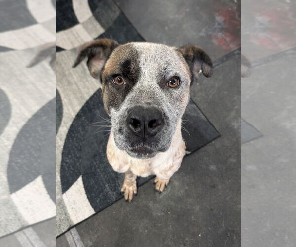 Medium Photo #6 Mutt Puppy For Sale in Garden City, NY, USA