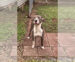 Small #15 American Pit Bull Terrier-American Staffordshire Terrier Mix