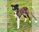 Small #3 Boxer-Great Pyrenees Mix
