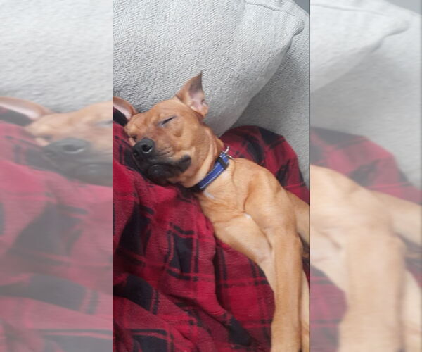 Medium Photo #3 Bullboxer Pit Puppy For Sale in East Derry, NH, USA