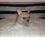 Puppy 2 French Bulldog