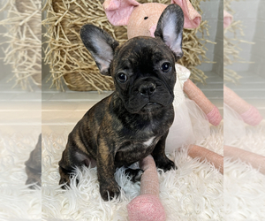 French Bulldog Puppy for sale in MBORO, TN, USA