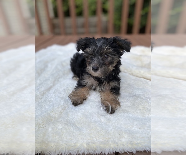 Medium Photo #1 Morkie Puppy For Sale in POWDER SPRINGS, GA, USA