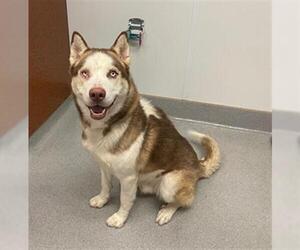 Siberian Husky Dogs for adoption in Rancho Cucamonga, CA, USA