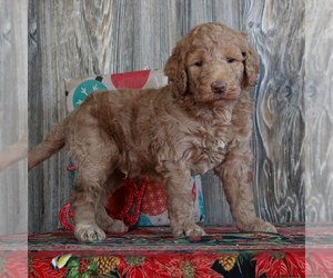 Goldendoodle-Poodle (Standard) Mix Puppy for sale in HONEY BROOK, PA, USA