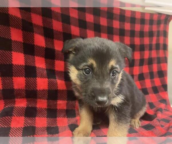 Medium Photo #1 German Shepherd Dog-Unknown Mix Puppy For Sale in HESPERIA, CA, USA