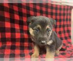 Small German Shepherd Dog Mix