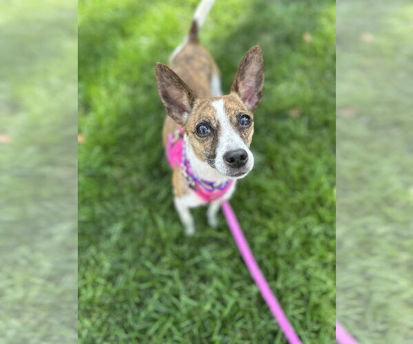 Medium Photo #7 Chihuahua-Unknown Mix Puppy For Sale in Mundelein, IL, USA