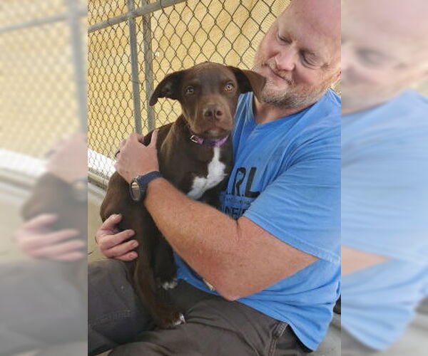 Medium Photo #3 American Pit Bull Terrier-Unknown Mix Puppy For Sale in Ventura, CA, USA