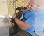 Small #2 American Pit Bull Terrier Mix