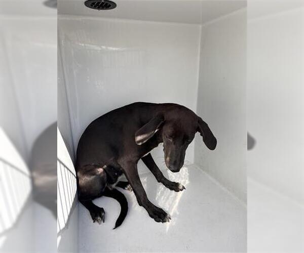 Medium Photo #1 Unknown-Weimaraner Mix Puppy For Sale in Houston, TX, USA