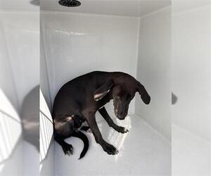 Unknown-Weimaraner Mix Dogs for adoption in Houston, TX, USA