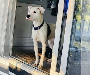 American Pit Bull Terrier-Labrador Retriever Mix Dogs for adoption in Princeton, MN, USA