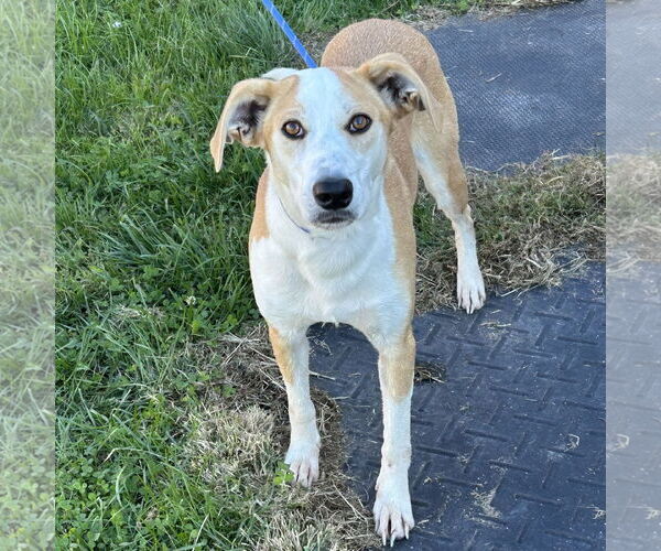 Medium Photo #1 Unknown-Whippet Mix Puppy For Sale in Batavia, OH, USA