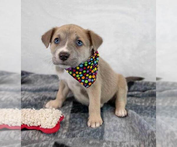 Medium Photo #4 Mutt Puppy For Sale in Kennesaw, GA, USA