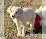 Small #1 Labrador Retriever Mix