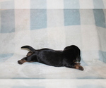 Small #2 Dachshund