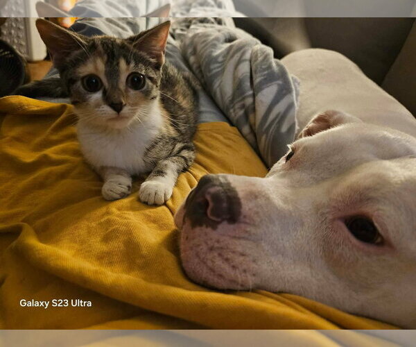 Medium Photo #3 American Pit Bull Terrier-Unknown Mix Puppy For Sale in Greensboro, NC, USA