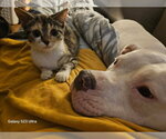 Small #2 American Pit Bull Terrier Mix