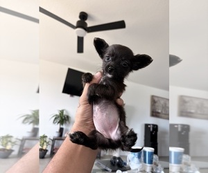 Medium Chihuahua