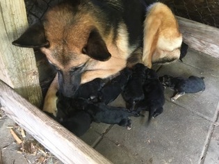 Mother of the German Shepherd Dog puppies born on 08/20/2018