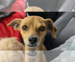 Small #1 Mutt