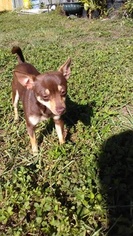 Chihuahua Puppy for sale in CLEARWATER, FL, USA