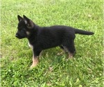 Small Photo #2 German Shepherd Dog Puppy For Sale in CASTLE CREEK, NY, USA