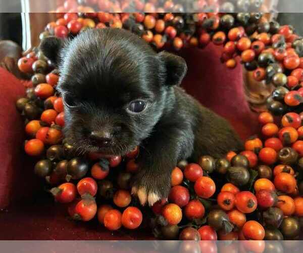 Medium Photo #2 Chihuahua Puppy For Sale in NEWVILLE, PA, USA