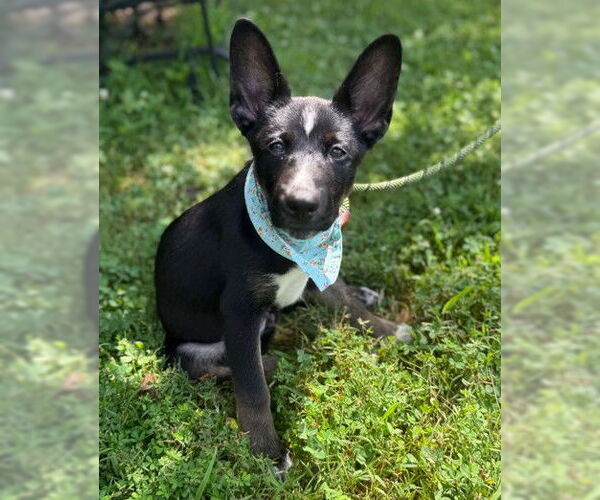 Medium Photo #1 Huskies -Unknown Mix Puppy For Sale in Warrenton, VA, USA