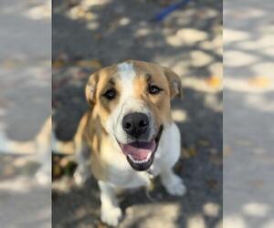 Labrador Retriever-Unknown Mix Dogs for adoption in Santa Maria, CA, USA