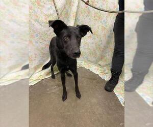 Mutt Dogs for adoption in Rosenberg, TX, USA