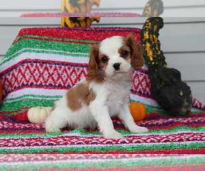 Cavalier King Charles Spaniel Puppy for sale in SHILOH, OH, USA